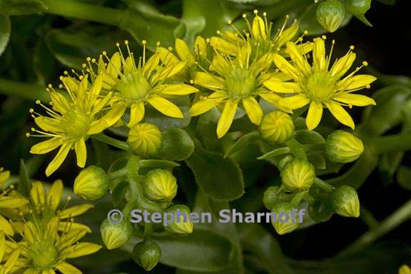 aeonium arboreum var holochrysum 6 graphic